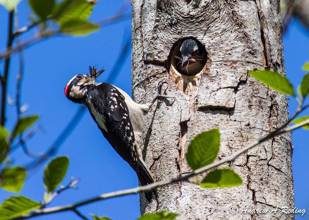 hairy woodpecker feeding wasps to young by Andrew Reding is licensed under CC BY-NC-ND 2.0
